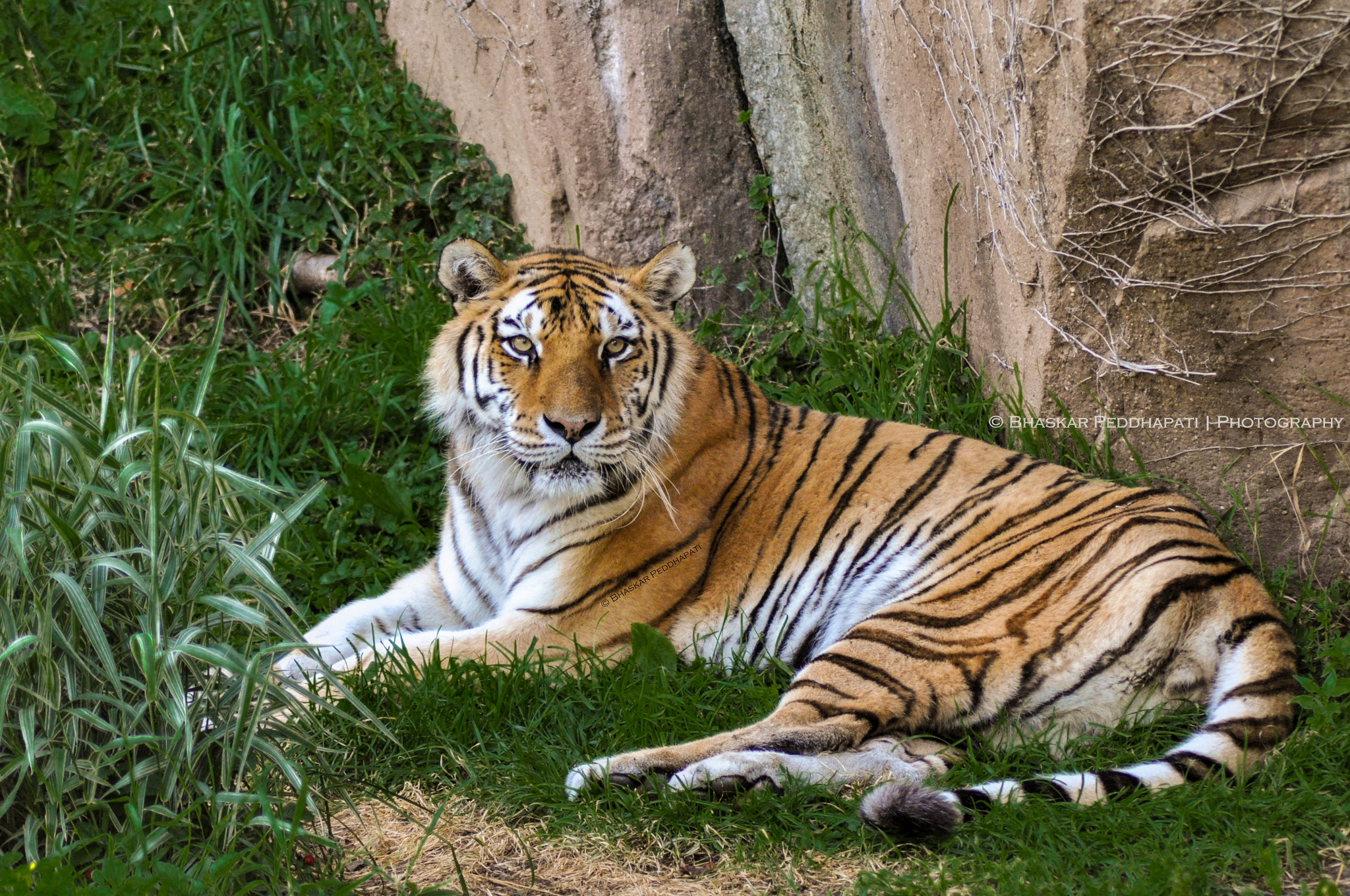 This tiger is one of the best attractions to see in Chicago ... photo by CC user peddhapati on Flickr